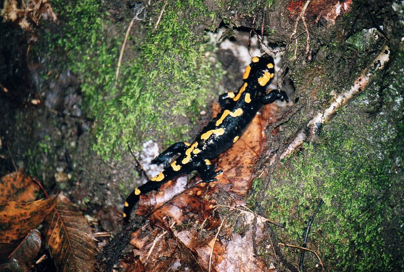 Salamandra pezzata